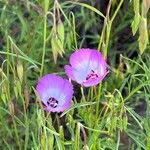 Calochortus splendens പുഷ്പം