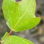 Acer sempervirens Leaf