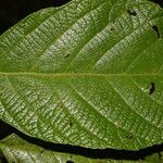 Callicarpa acuminata List