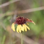 Gaillardia aestivalis Flor