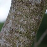 Acacia auriculiformis Bark