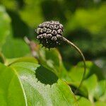 Cornus kousa Vrucht
