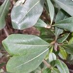 Pittosporum heterophyllum Leaf