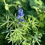 Lupinus angustifolius Fula