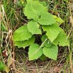 Physalis heterophylla Foglia