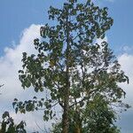 Macaranga indica Hoja