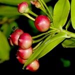 Marcgraviastrum subsessile Fruit