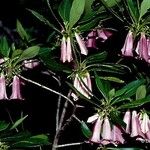 Thiollierea tubiflora Цветок