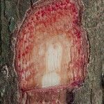 Pterocarpus soyauxii Kéreg/szár
