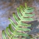 Blechnum spicant Φύλλο