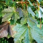 Acer platanoides Blatt
