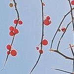 Capparis decidua Fruit