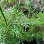 Lavandula canariensis Blad