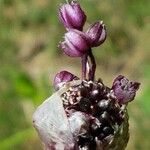 Allium scorodoprasum Цвят