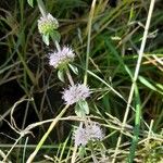 Mentha pulegium Habit