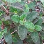 Cistus salviifolius Fuelha