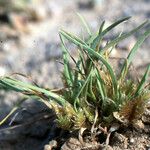 Ammochloa palaestina Costuma