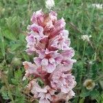 Orobanche crenata Flor