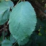 Rubus elegantispinosus Folio