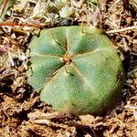 Echinocereus knippelianus 葉