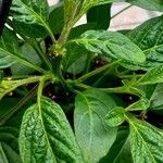 Solanum muricatum 葉