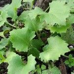 Doronicum caucasicum ഇല