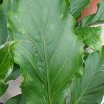 Anthurium hookeri Leaf