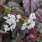 Persicaria microcephala Kvet