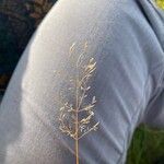 Agrostis capillaris花