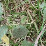 Rubus apetalus Leaf