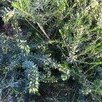 Erica erigena Folha