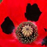 Papaver setiferum Frucht