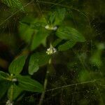 Mitracarpus hirtus Flower