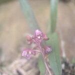 Polystachya concreta Fleur