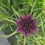 Tragopogon porrifolius Blodyn