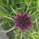 Tragopogon porrifolius Flower