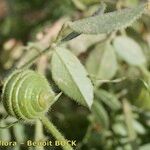 Medicago scutellata Other