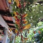 Thunbergia mysorensis Blüte