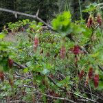 Ribes roezlii Habit