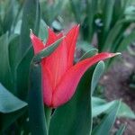 Tulipa agenensis Blomma