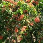 Saraca indica عادت داشتن