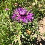 Centaurea nervosa Flor