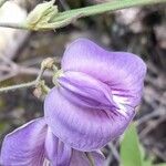 Centrosema virginianum Flower