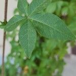 Ipomoea cairica ഇല
