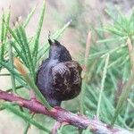 Hakea sericea Vaisius