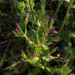 Centaurium pulchellum Habitatea