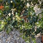 Pittosporum tobiraFiore