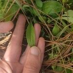 Plantago virginica Blatt