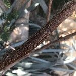 Albizia brevifolia Bark