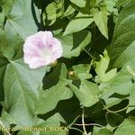 Calystegia × pulchra Other